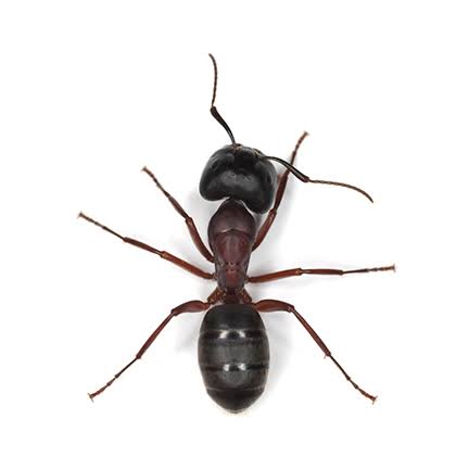 Ant Control photograph