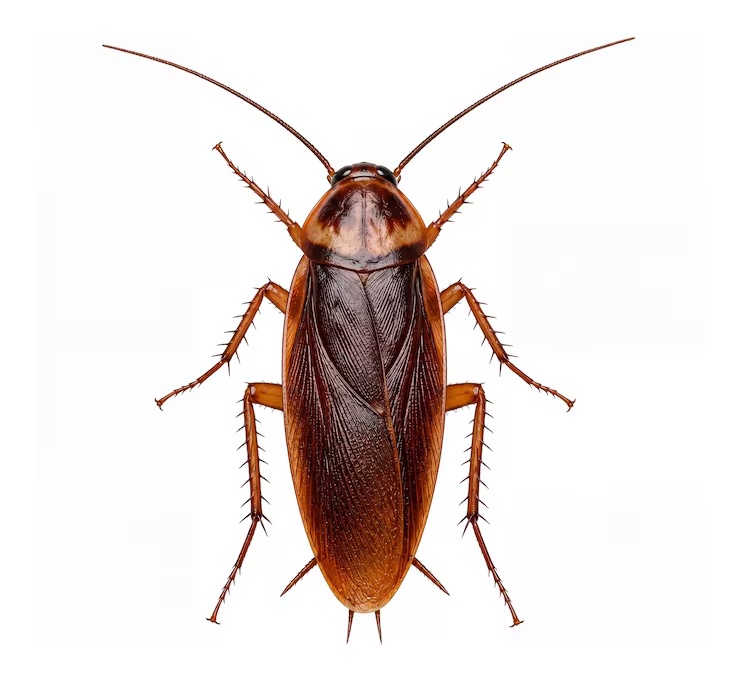 Cockroach
