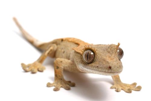 House gecko