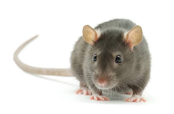 Rodent