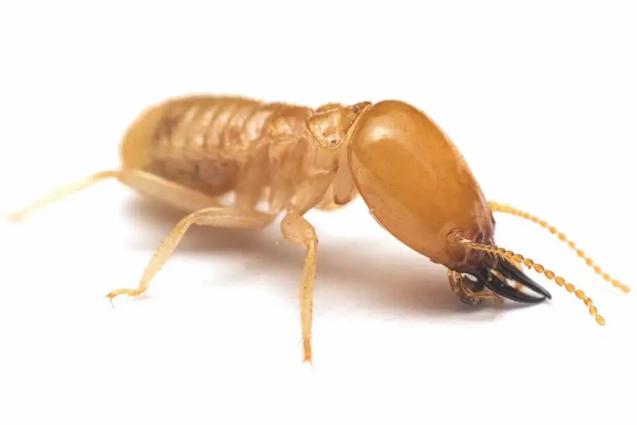 Termite