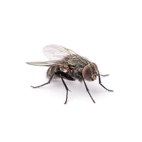 Flies and Lizard Control Treatment
